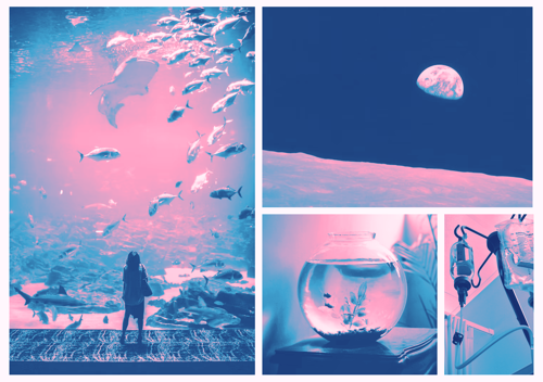 moodboard themed around mira